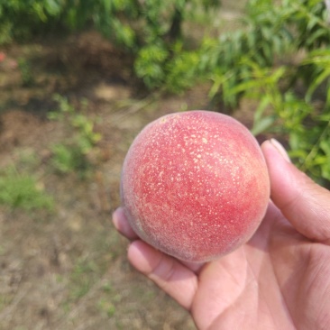 六安露天平顶大突围