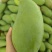 广西热带种植大青芒，150克到300克，高山种植量大从优