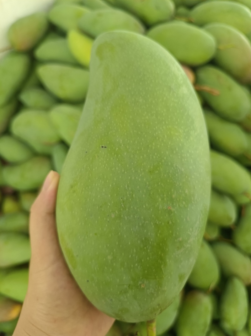 广西热带种植大青芒，150克到300克，高山种植量大从优