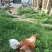 散养土鸡蛋