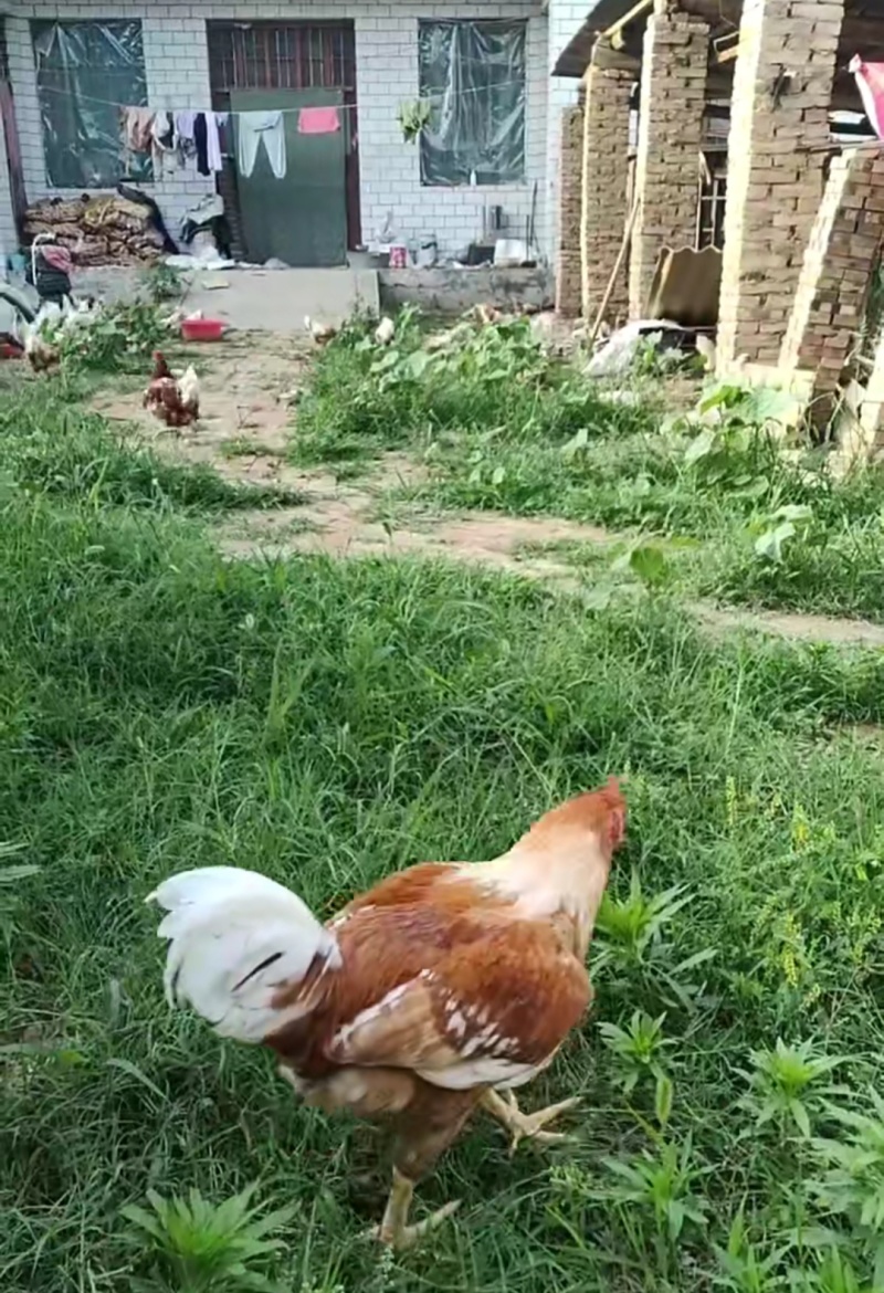 散养土鸡蛋