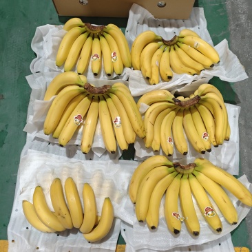 香蕉，几毛钱一斤，全国发货