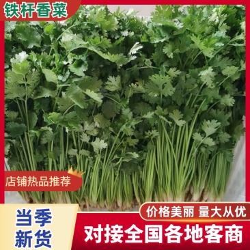 河北铁杆青香菜产地货源充足量大价优全国发货欢迎随时联系