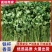 河北铁杆青香菜产地货源充足量大价优全国发货欢迎随时联系