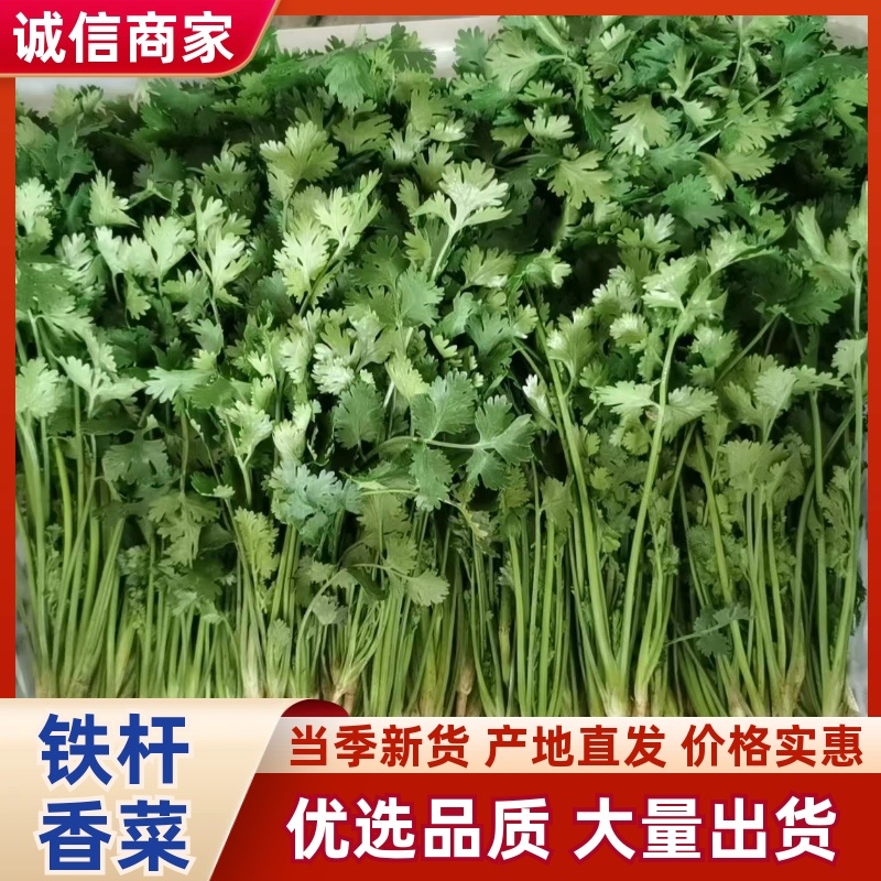 河北铁杆青香菜产地货源充足量大价优全国发货欢迎随时联系