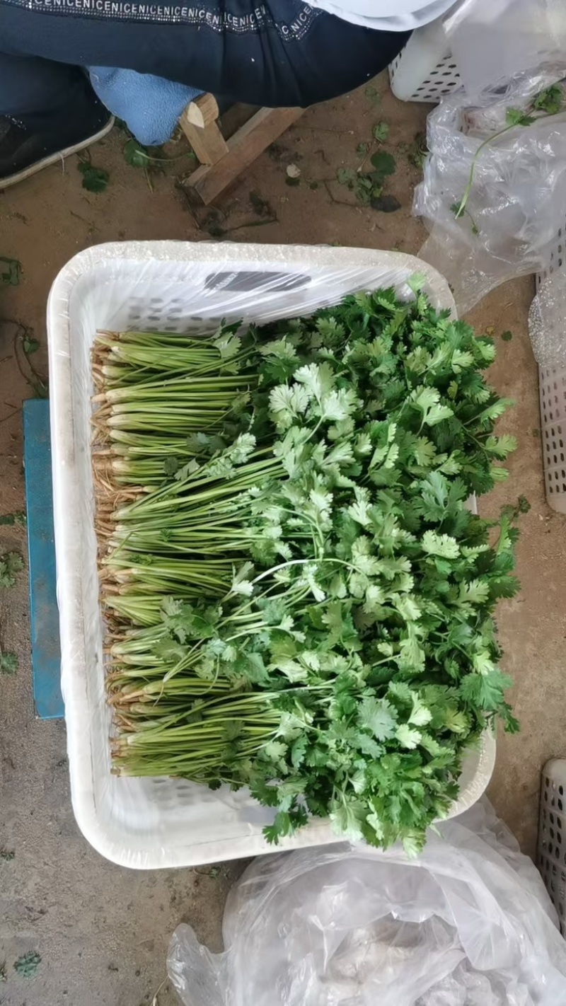 铁杆青香菜大量有货产地直发对接各大商超市场