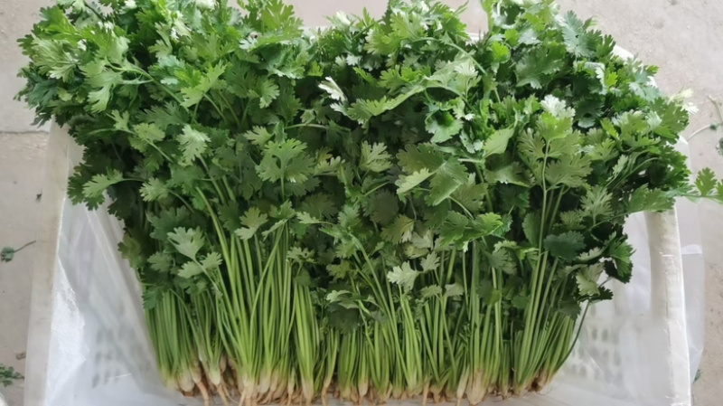 铁杆青香菜大量有货产地直发对接各大商超市场
