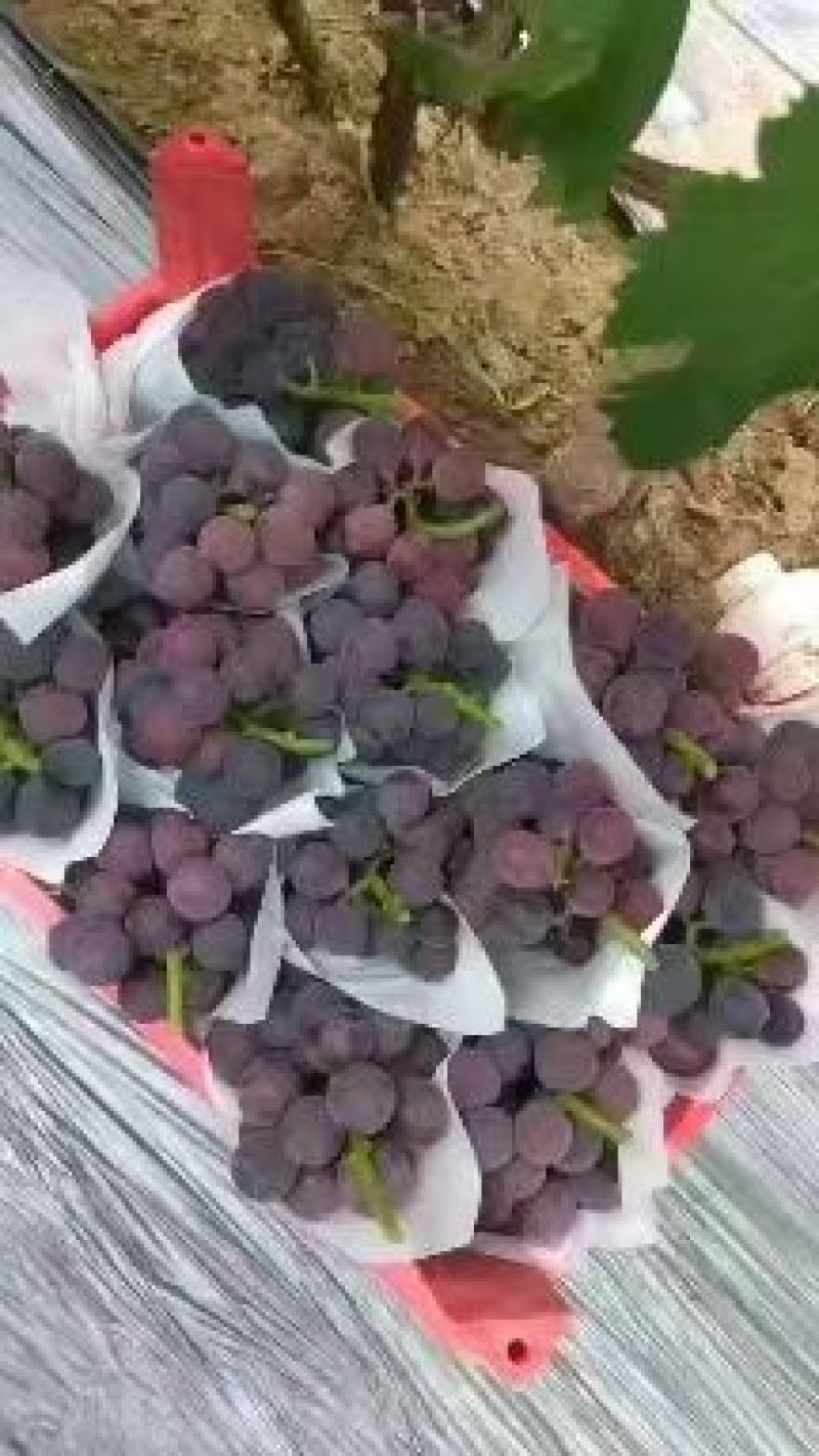 河北暖棚冷棚玫瑰香葡萄夏黑乒乓球巨峰阳光有需要的联系我