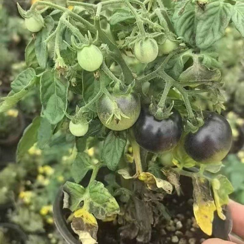 西红柿苗