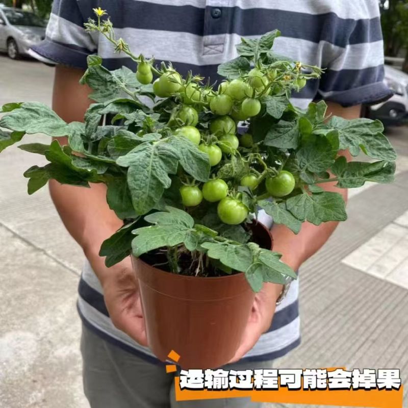 西红柿苗