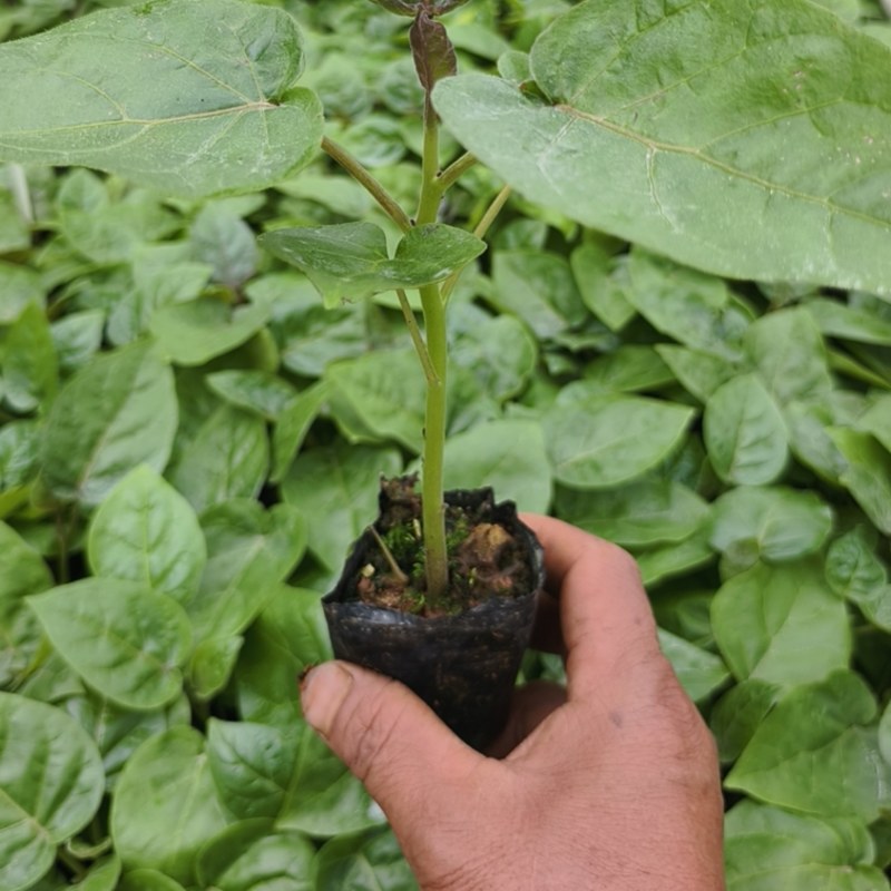 【包邮】云南树番茄苗根系发达成活率高提供技术指导