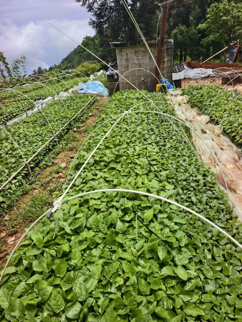 【包邮】云南树番茄苗根系发达成活率高提供技术指导