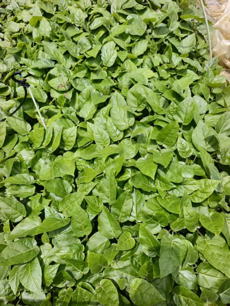 【包邮】云南树番茄苗根系发达成活率高提供技术指导