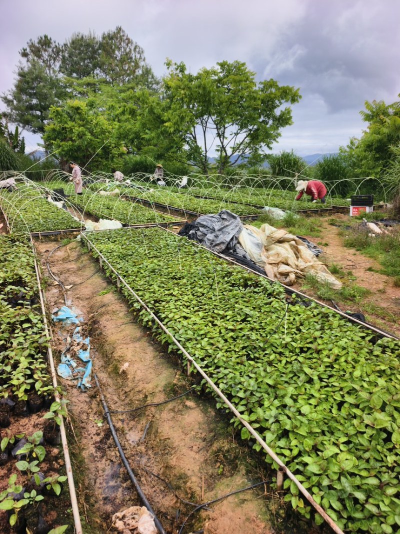 【包邮】云南树番茄苗根系发达成活率高提供技术指导