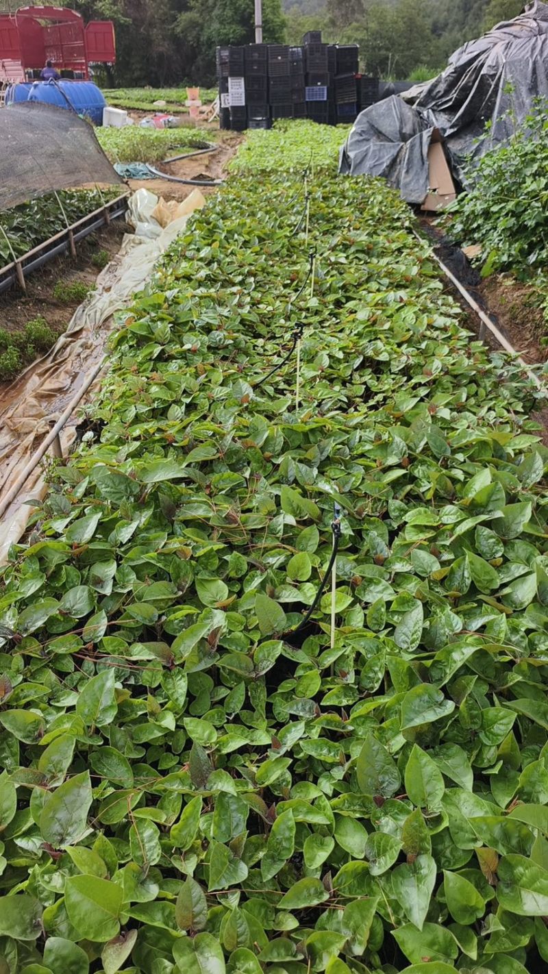 【包邮】云南树番茄苗根系发达成活率高提供技术指导