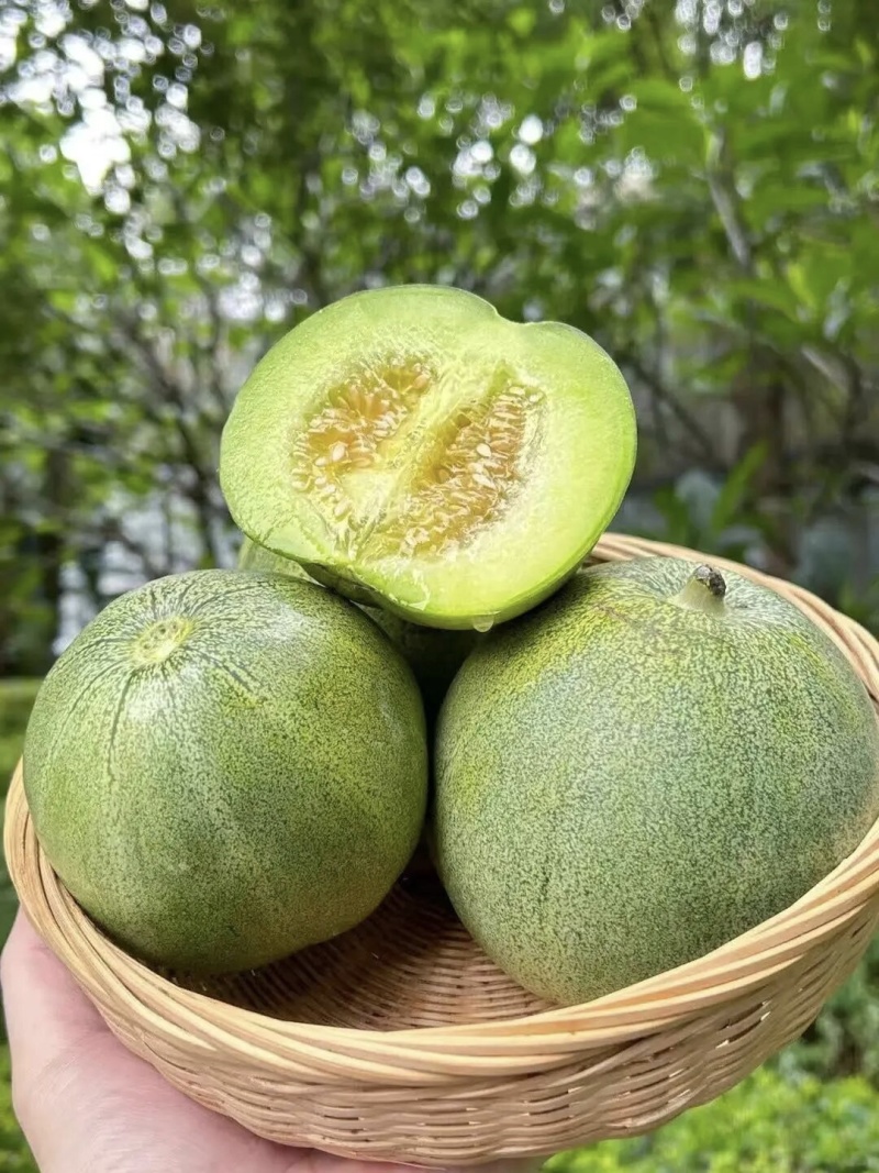 王范绿博特甜瓜