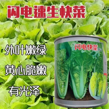 闪电快菜种子小白菜籽速生高产耐热耐湿春夏秋冬季四季青蔬菜