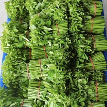 新鲜采摘树仔菜酒店私房菜