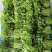 新鲜采摘树仔菜酒店私房菜
