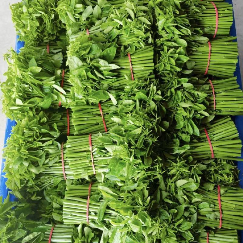 新鲜采摘树仔菜酒店私房菜