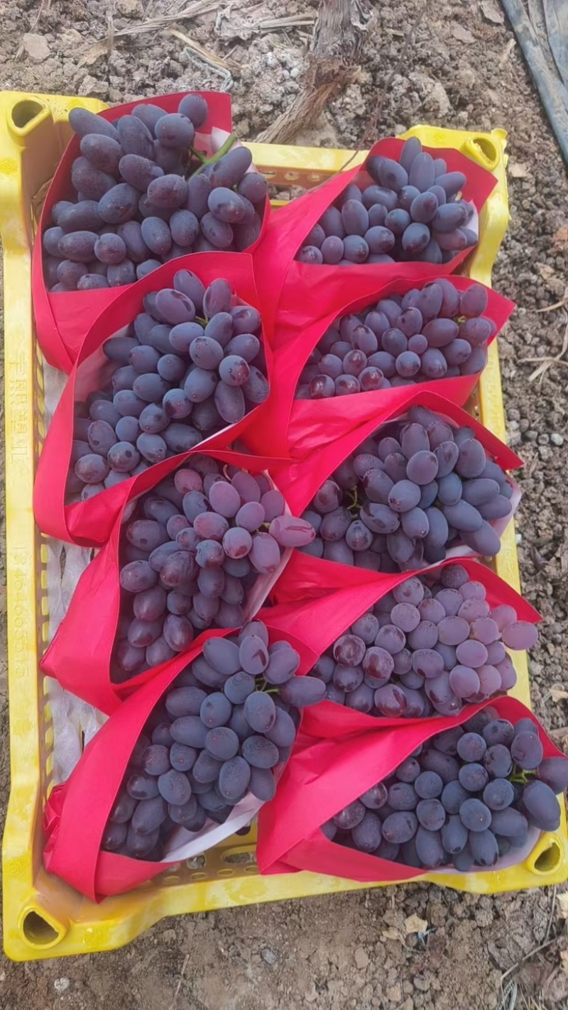 辽宁锦州茉莉香葡萄大量供应颗粒饱满，色泽艳丽，货源充足