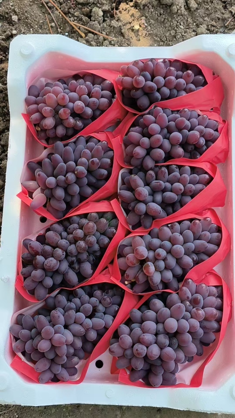 辽宁锦州茉莉香葡萄大量供应颗粒饱满，色泽艳丽，货源充足