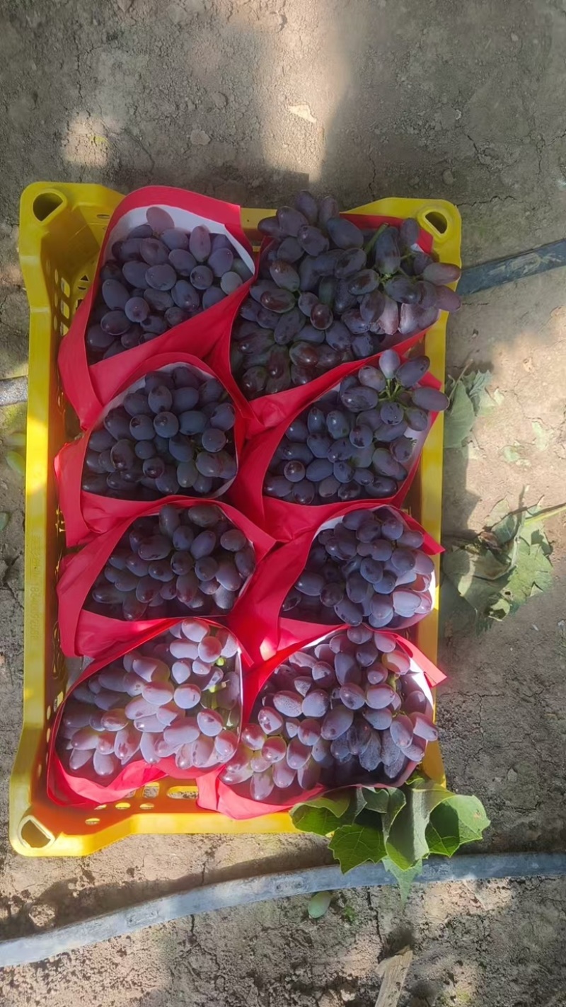 辽宁锦州茉莉香葡萄大量供应颗粒饱满，色泽艳丽，货源充足
