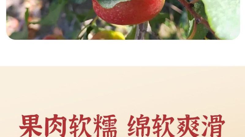【空运包邮】新疆阿瓦提芒果杏胡安娜杏个大多汁应季新鲜水果