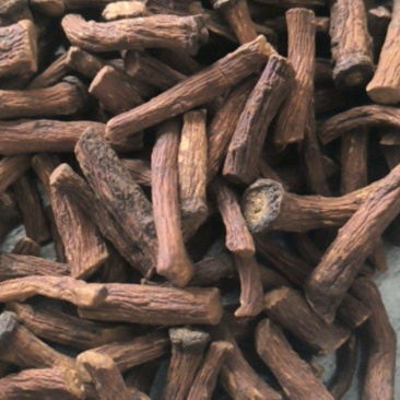 蒲公英蒲公英根茶用药用批发蒲公英根质量保证量大从优