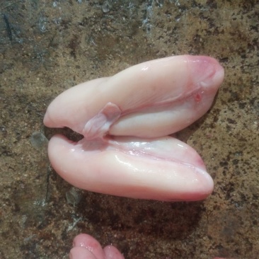 白子