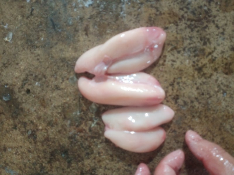 白子