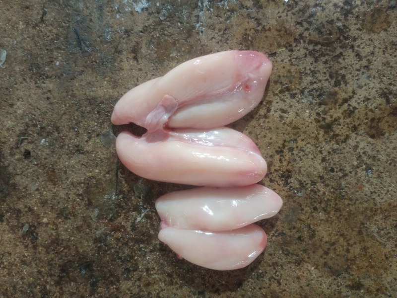 白子