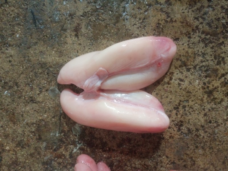 白子