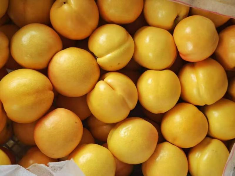 蒙阴蜜桃油桃蟠桃黄油桃电商代发一件代发黄桃脆桃