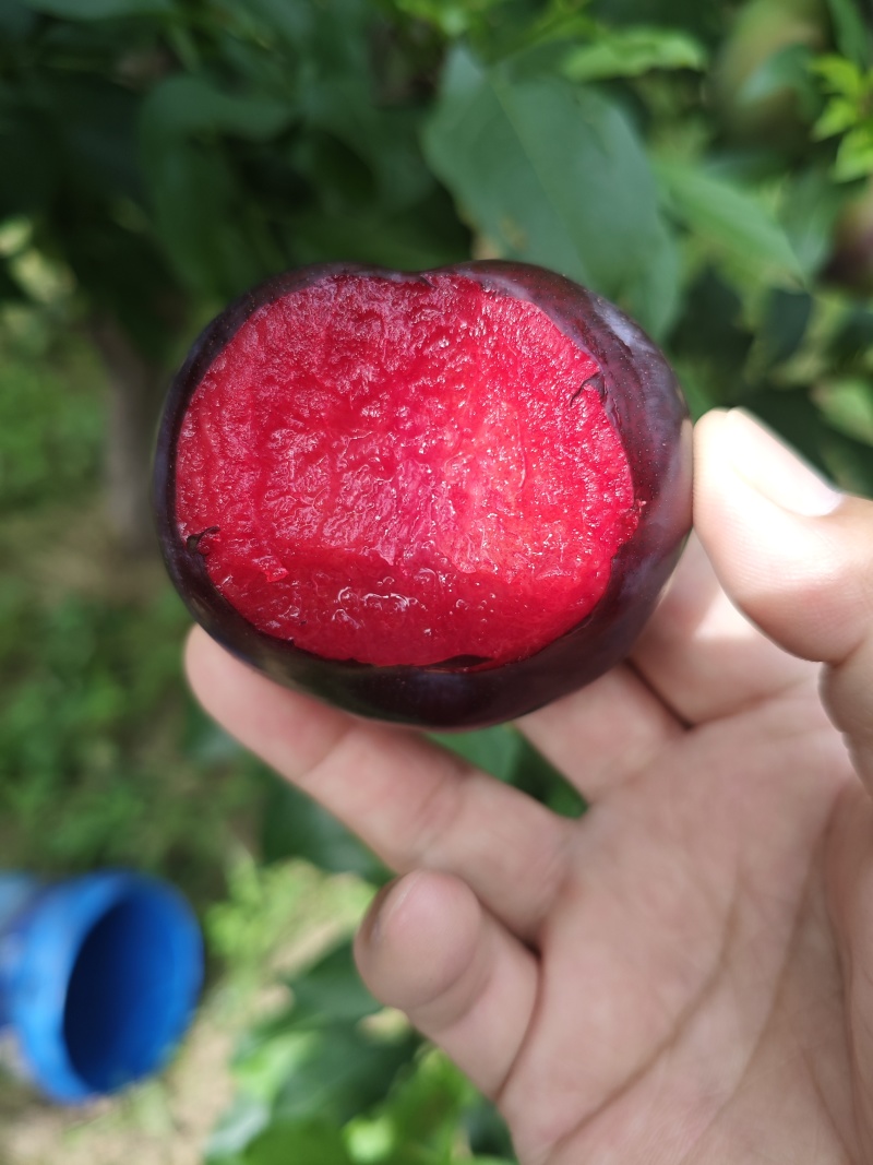 风味玫瑰已成熟，颜色漂亮，果肉爽甜可口，我们这里基地多