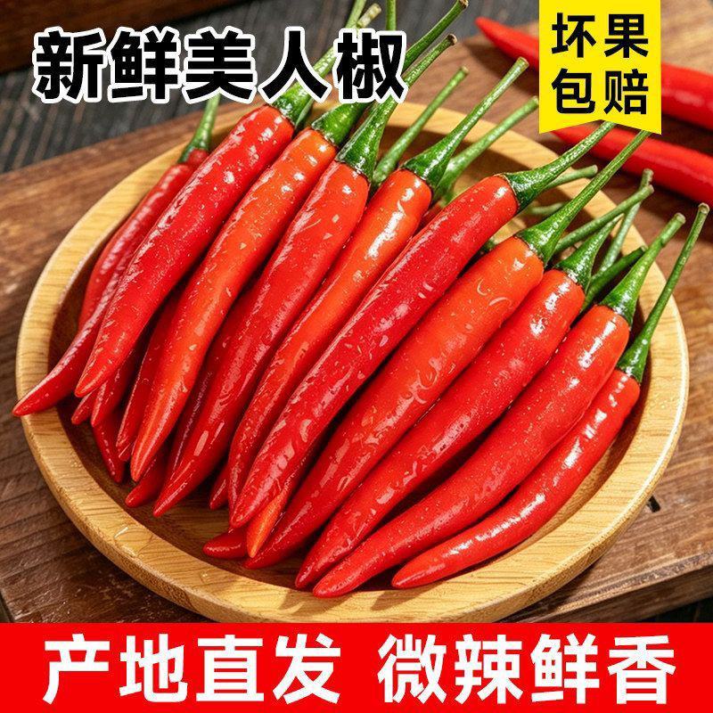 精品洪金塔今日报价，适合店商各大市场批发有售质量有保障