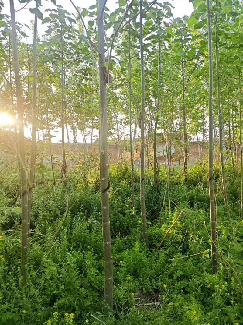 泡桐基地大量供应3~20公分的紫花泡桐量大