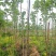 泡桐基地大量供应3~20公分的紫花泡桐量大