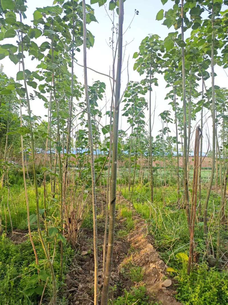 泡桐基地大量供应3~20公分的紫花泡桐量大