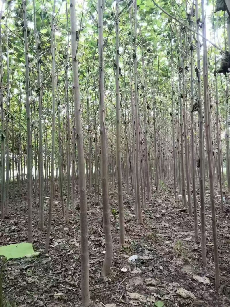 泡桐基地大量供应3~20公分的紫花泡桐量大