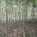泡桐基地大量供应3~20公分的紫花泡桐量大