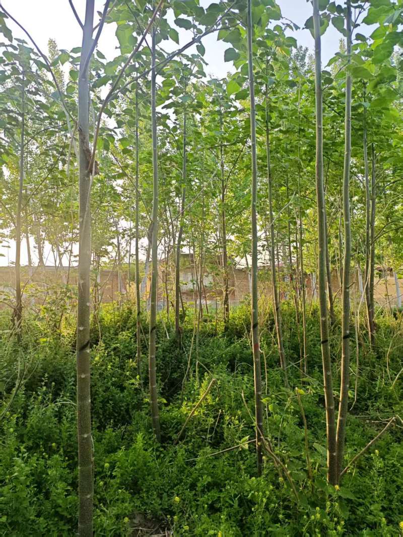 泡桐基地大量供应3~20公分的紫花泡桐量大
