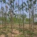 泡桐基地大量供应3~20公分的紫花泡桐量大