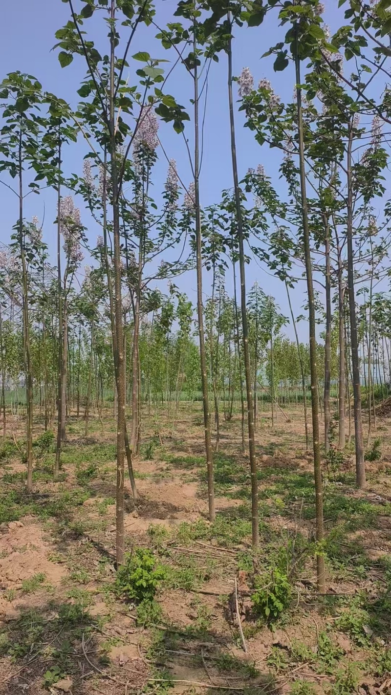 泡桐基地大量供应3~20公分的紫花泡桐量大