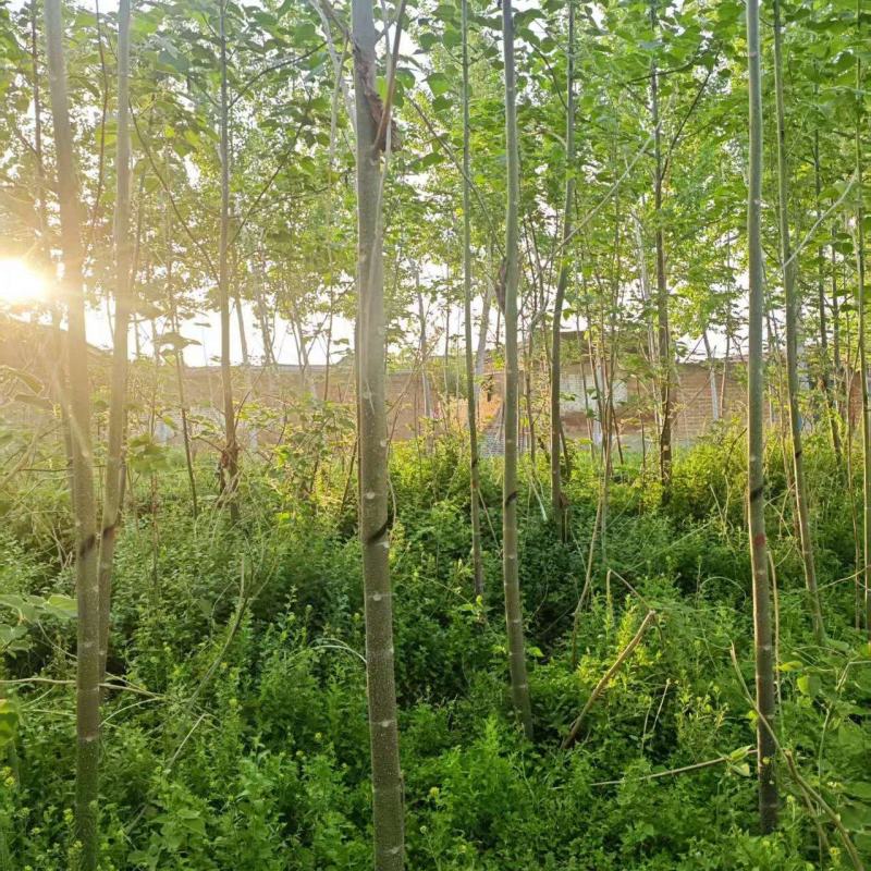 泡桐基地大量供应3~20公分的紫花泡桐量大
