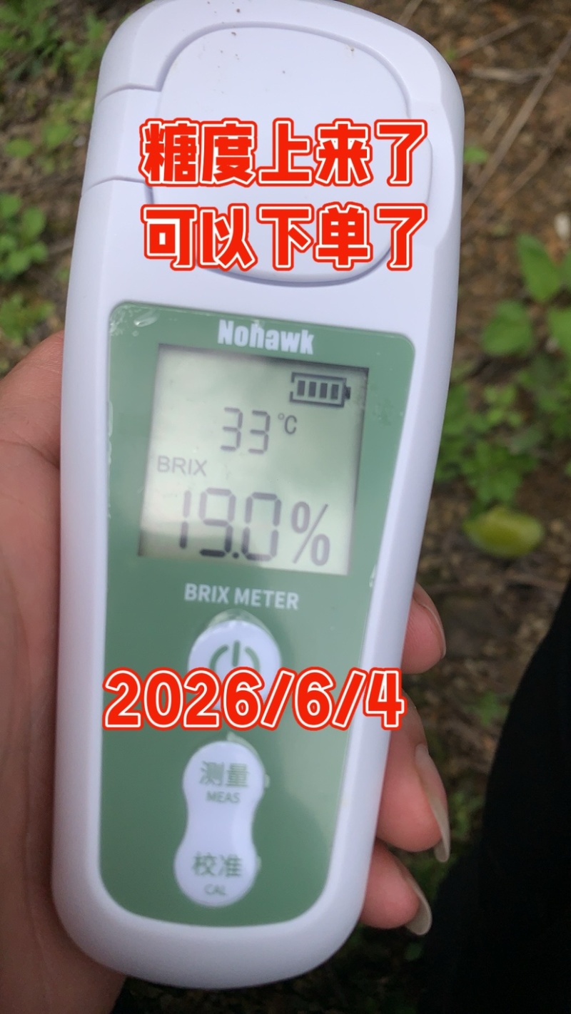 贵州六马峰糖李