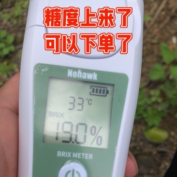 贵州六马峰糖李