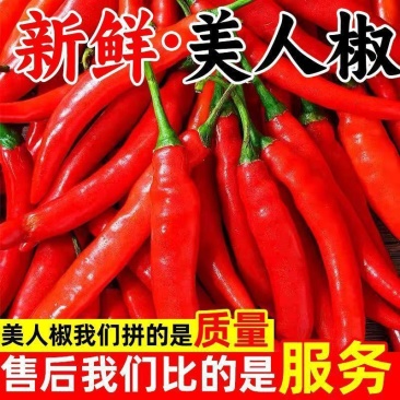 精品好货洪金塔美人椒，质量好，品质优，有需要的朋友请联系