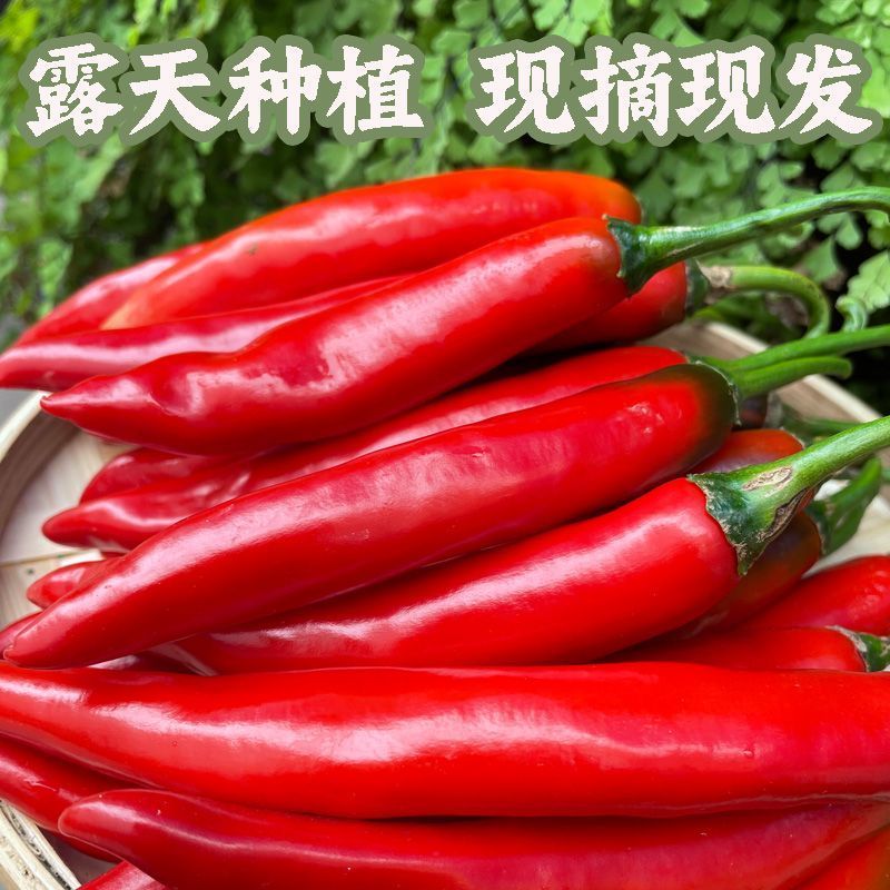 精品好货洪金塔美人椒，质量好，品质优，有需要的朋友请联系
