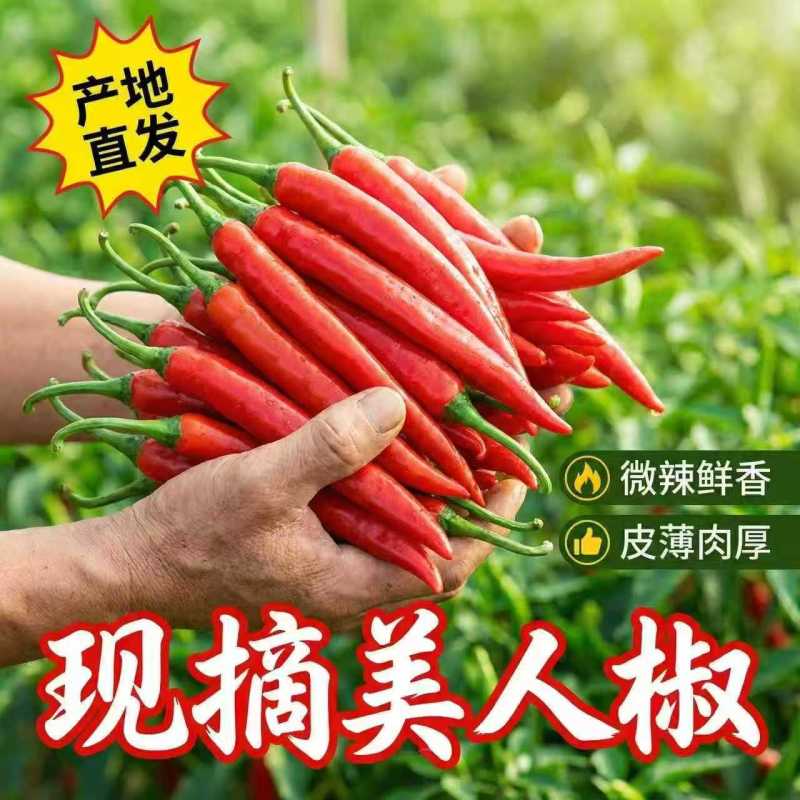 精品好货洪金塔美人椒，质量好，品质优，有需要的朋友请联系